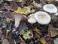 Óriás tölcsérgomba (Infundibulicybe geotropa), Budai-hegység
